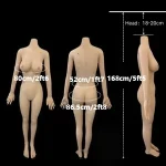 168cm/5'5" Medium build [ + $50 ] +$50.00