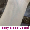 Vascular [ + $60 ] +$60.00